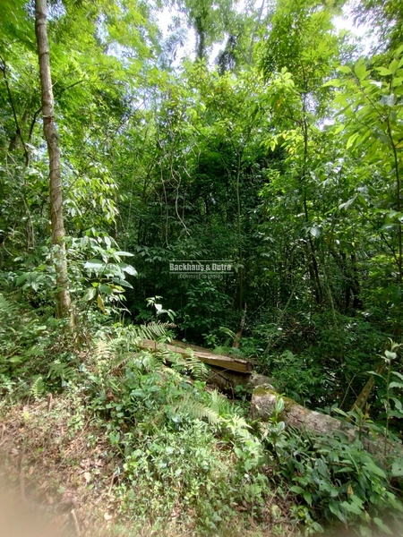 Rolante - Área rural 2 Hectares  – Morro Grande.: 6ª foto da galeria de imagens do imóvel