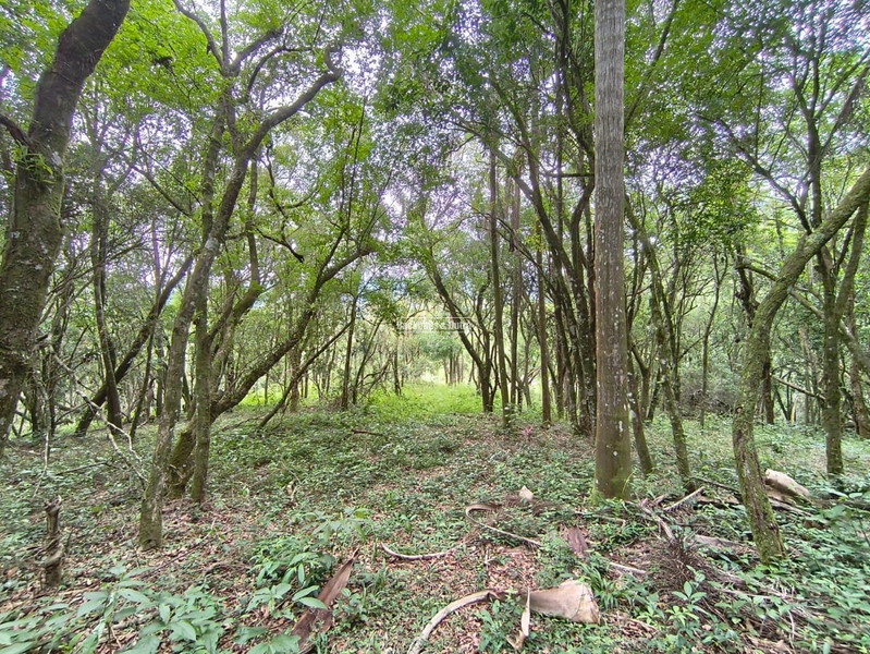 Rolante - Propriedade Rural a venda  – 2,7 Hectares na ERS-239: 22ª foto da galeria de imagens do imóvel