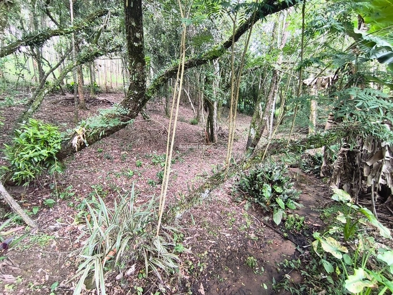 Rolante - Propriedade Rural a venda  – 2,7 Hectares na ERS-239: 13ª foto da galeria de imagens do imóvel