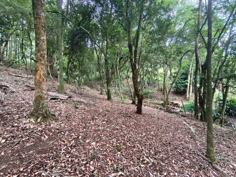 Rolante - Propriedade Rural a venda  – 2,7 Hectares na ERS-239: 8ª foto da galeria de imagens do imóvel