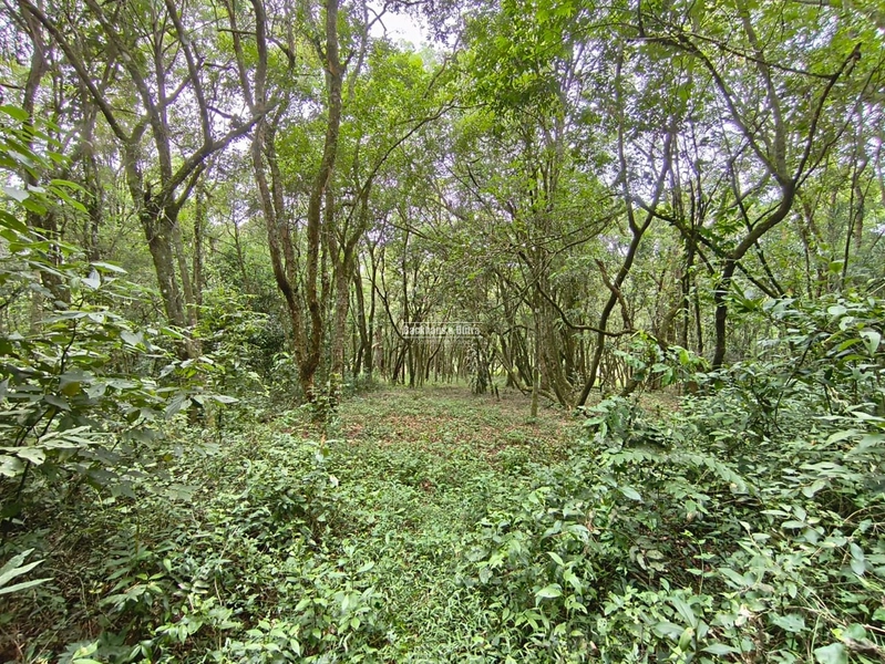 Rolante - Propriedade Rural a venda  – 2,7 Hectares na ERS-239: 21ª foto da galeria de imagens do imóvel