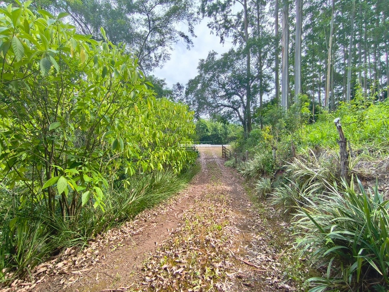 Rolante - Propriedade Rural a venda  – 2,7 Hectares na ERS-239: 15ª foto da galeria de imagens do imóvel