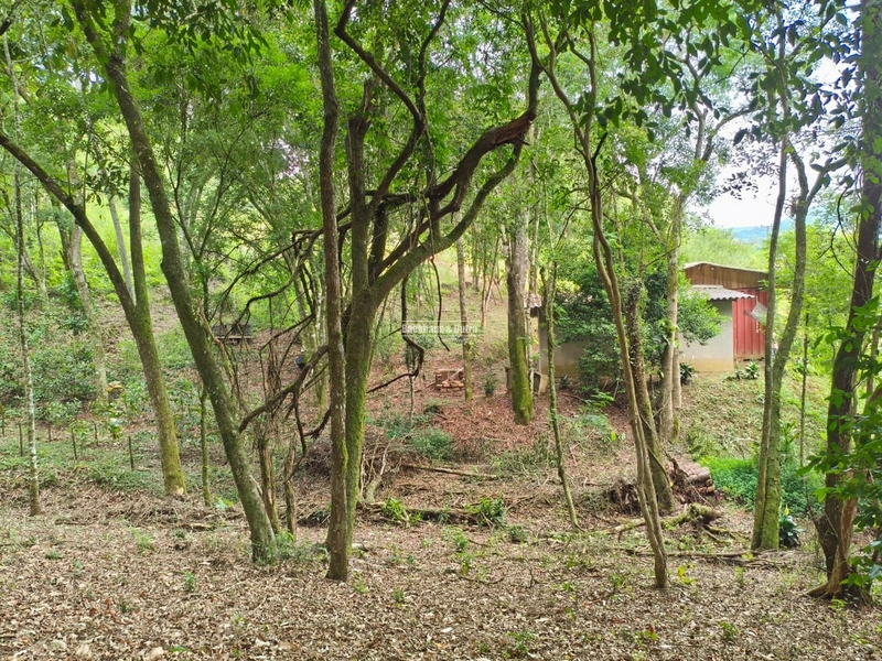 Rolante - Propriedade Rural a venda  – 2,7 Hectares na ERS-239: 10ª foto da galeria de imagens do imóvel