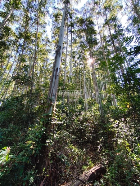 Rolante - Propriedade de 13,4 hectares com dez mil pés de eucalipto.: 1ª foto da galeria de imagens do imóvel
