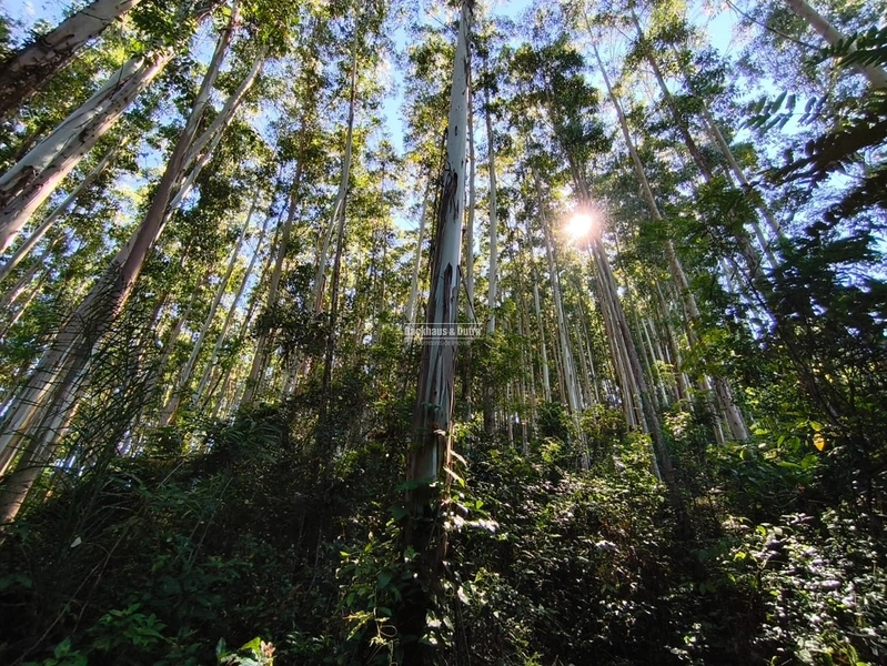 Rolante - Propriedade de 13,4 hectares com dez mil pés de eucalipto.: 2ª foto da galeria de imagens do imóvel
