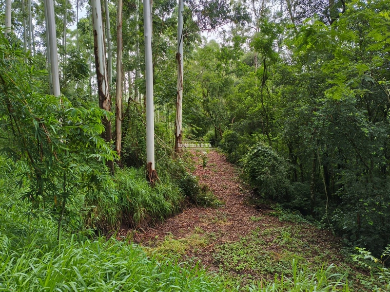 Rolante - Chácara de 2 hectares  – Morro da Figueira: 8ª foto da galeria de imagens do imóvel