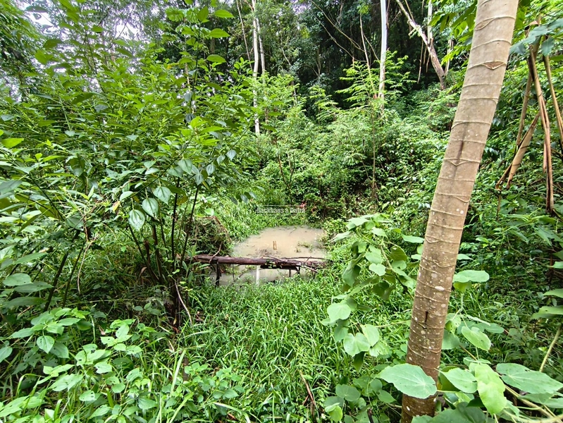 Rolante - Chácara de 2 hectares  – Morro da Figueira: 4ª foto da galeria de imagens do imóvel