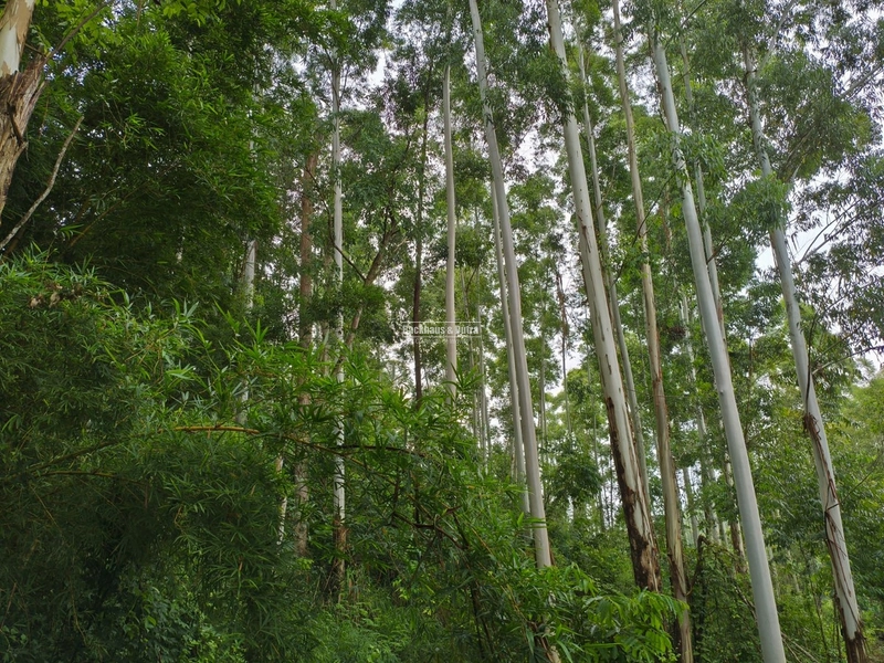 Rolante - Chácara de 2 hectares  – Morro da Figueira: 7ª foto da galeria de imagens do imóvel