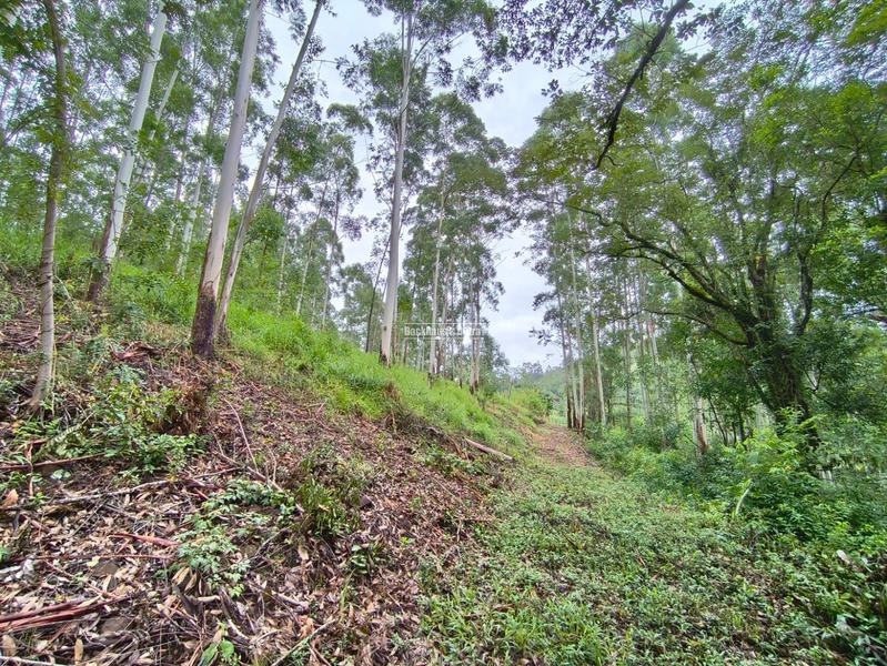 Rolante - Chácara de 2 hectares  – Morro da Figueira: 9ª foto da galeria de imagens do imóvel