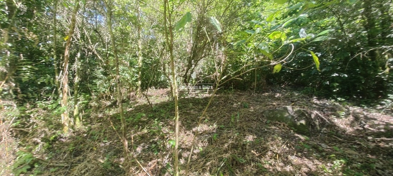 Rolante - Área rural de 2 hectares na subida da Boa Esperança.: 9ª foto da galeria de imagens do imóvel