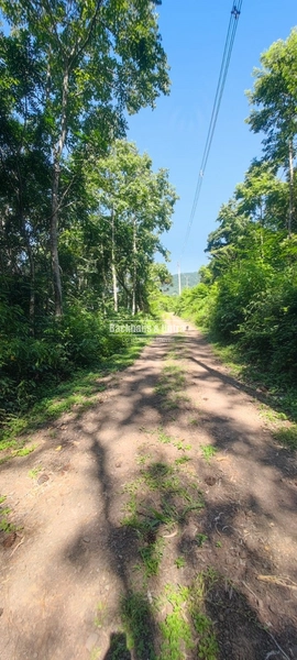 Rolante - Área rural de 2 hectares na subida da Boa Esperança.: 14ª foto da galeria de imagens do imóvel