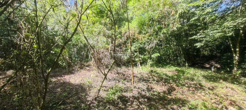 Rolante - Área rural de 2 hectares na subida da Boa Esperança.: 6ª foto da galeria de imagens do imóvel