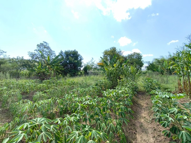 Rolante - Excelente oportunidade para investimento ou construção imedi: 5ª foto da galeria de imagens do imóvel