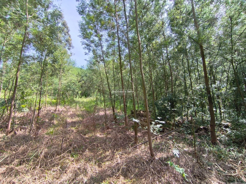 Rolante - Área rural – Morro Grande: 9ª foto da galeria de imagens do imóvel