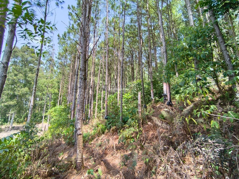 Rolante - Área rural – Morro Grande: 2ª foto da galeria de imagens do imóvel