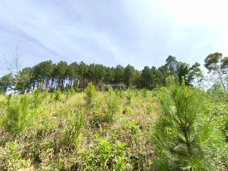 Rolante - Área rural – Morro Grande: 6ª foto da galeria de imagens do imóvel