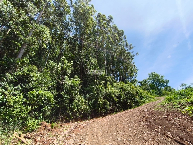 Rolante - Área rural – Morro Grande: 5ª foto da galeria de imagens do imóvel