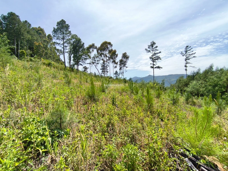 Rolante - Área rural – Morro Grande: 8ª foto da galeria de imagens do imóvel