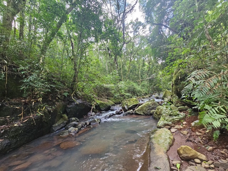 Riozinho - chácara de 6000m² - com casa - LINHA 5 de NOVEMBRO: 3ª foto da galeria de imagens do imóvel