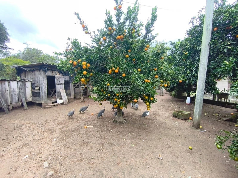 TAQUARA - CHÁCARA COM 2,5 HECTARES - Rio da Ilha: 16ª foto da galeria de imagens do imóvel
