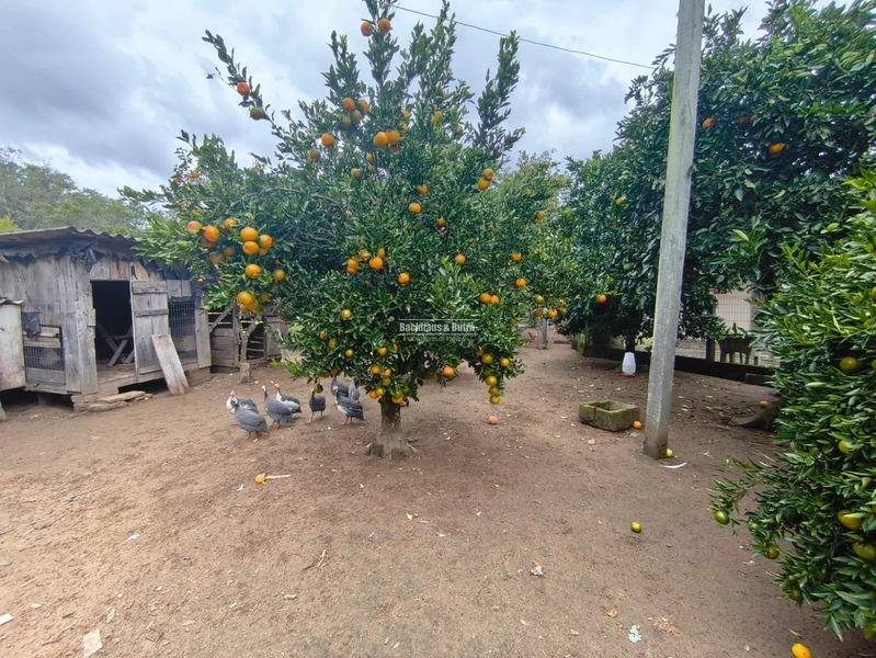 TAQUARA - CHÁCARA COM 2,5 HECTARES - Rio da Ilha: 17ª foto da galeria de imagens do imóvel