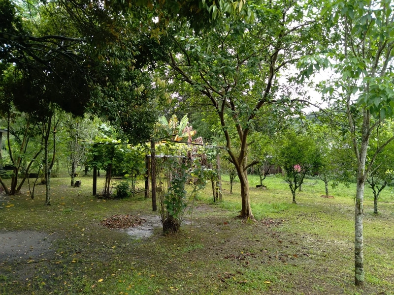 TAQUARA - CHÁCARA COM 2,5 HECTARES - Rio da Ilha: 13ª foto da galeria de imagens do imóvel
