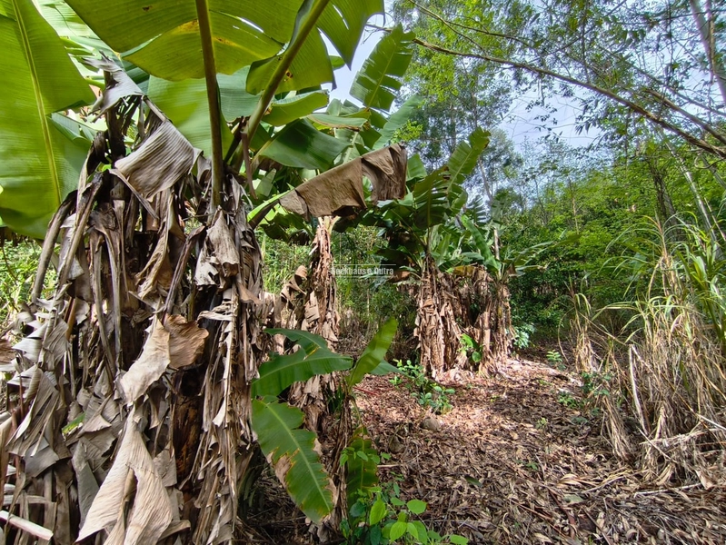 ROLANTE- PROPRIEDADE RURAL DE 9 HECTARES- CANTA GALO: 5ª foto da galeria de imagens do imóvel