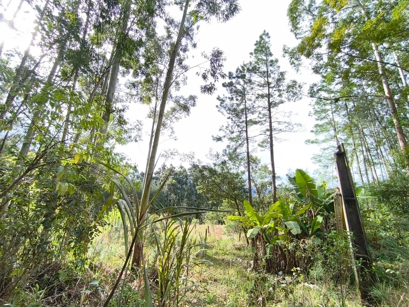 ROLANTE- PROPRIEDADE RURAL DE 9 HECTARES- CANTA GALO: 3ª foto da galeria de imagens do imóvel