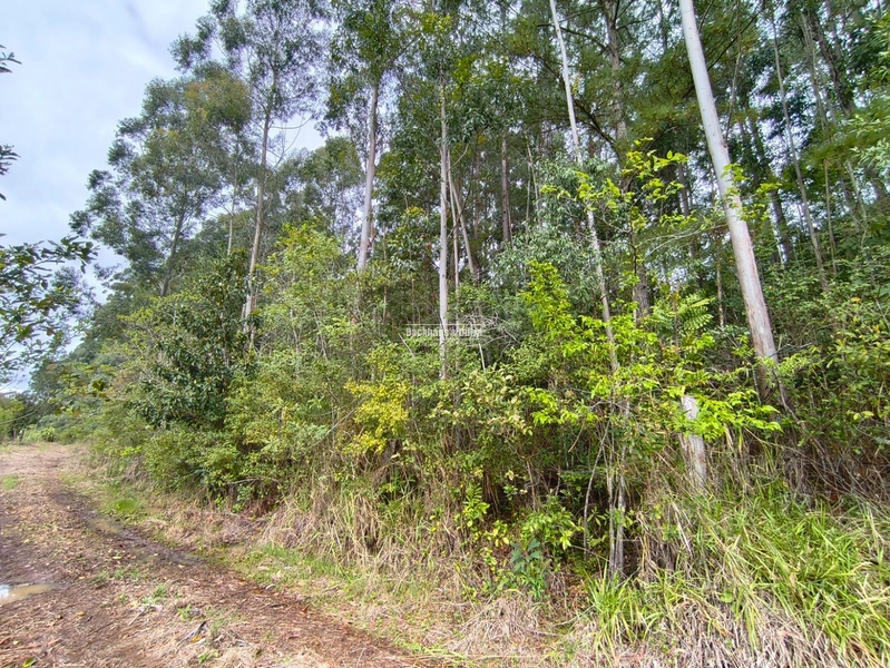 ROLANTE- PROPRIEDADE RURAL DE 9 HECTARES- CANTA GALO