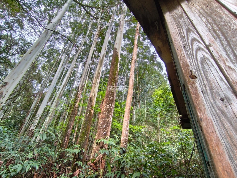 ROLANTE- PROPRIEDADE RURAL DE 9 HECTARES- CANTA GALO: 6ª foto da galeria de imagens do imóvel