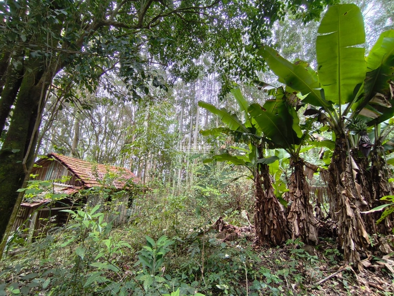 ROLANTE- PROPRIEDADE RURAL DE 9 HECTARES- CANTA GALO: 7ª foto da galeria de imagens do imóvel