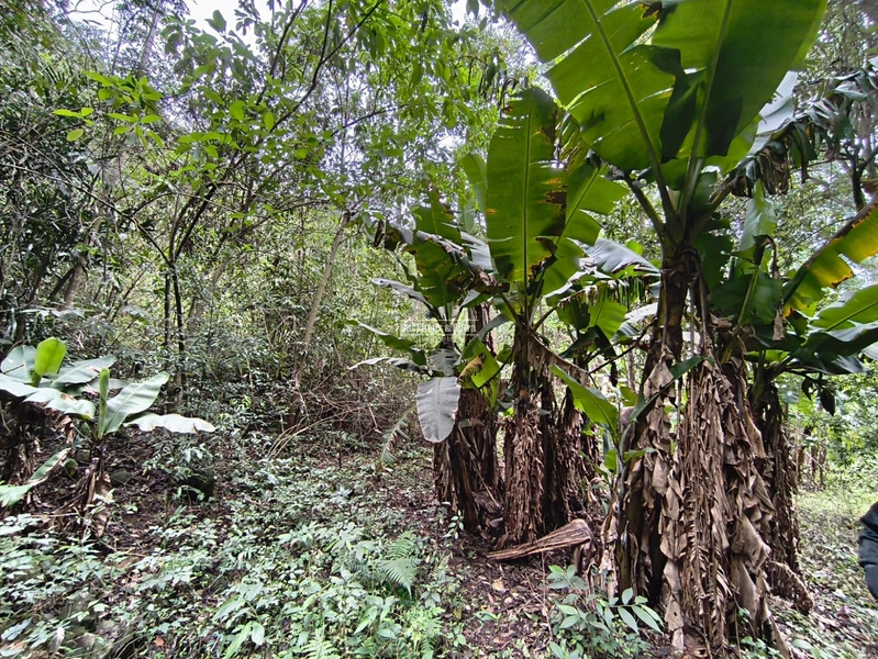 ROLANTE- PROPRIEDADE RURAL DE 9 HECTARES- CANTA GALO: 9ª foto da galeria de imagens do imóvel