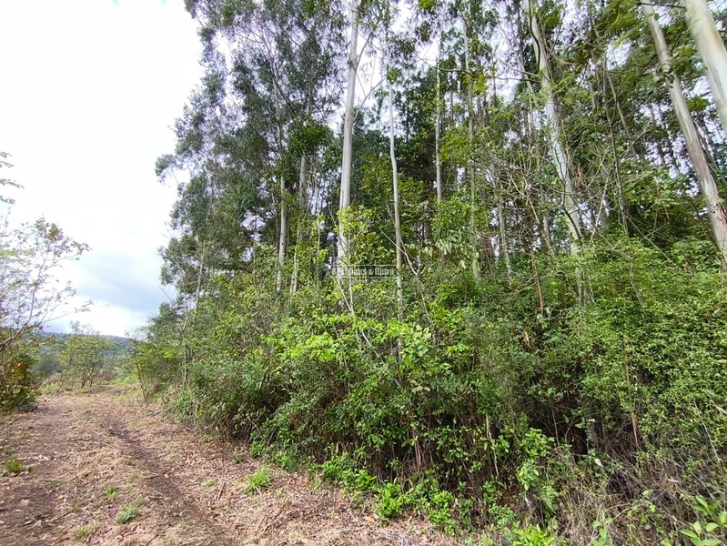 ROLANTE- PROPRIEDADE RURAL DE 9 HECTARES- CANTA GALO: 2ª foto da galeria de imagens do imóvel