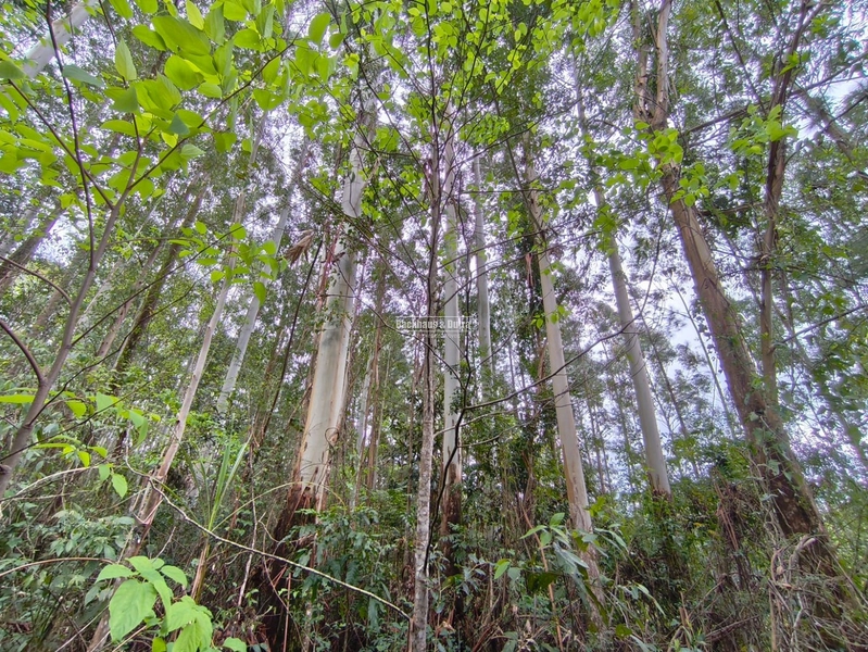 ROLANTE- PROPRIEDADE RURAL DE 9 HECTARES- CANTA GALO: 8ª foto da galeria de imagens do imóvel