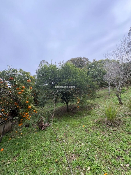 ROLANTE- PROPRIEDADE COM 2.040M² - MASCARADA: 12ª foto da galeria de imagens do imóvel