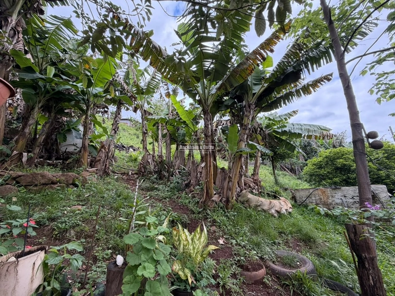 ROLANTE -SÍTIO DE 1 HECTARE -GLORIA: 4ª foto da galeria de imagens do imóvel
