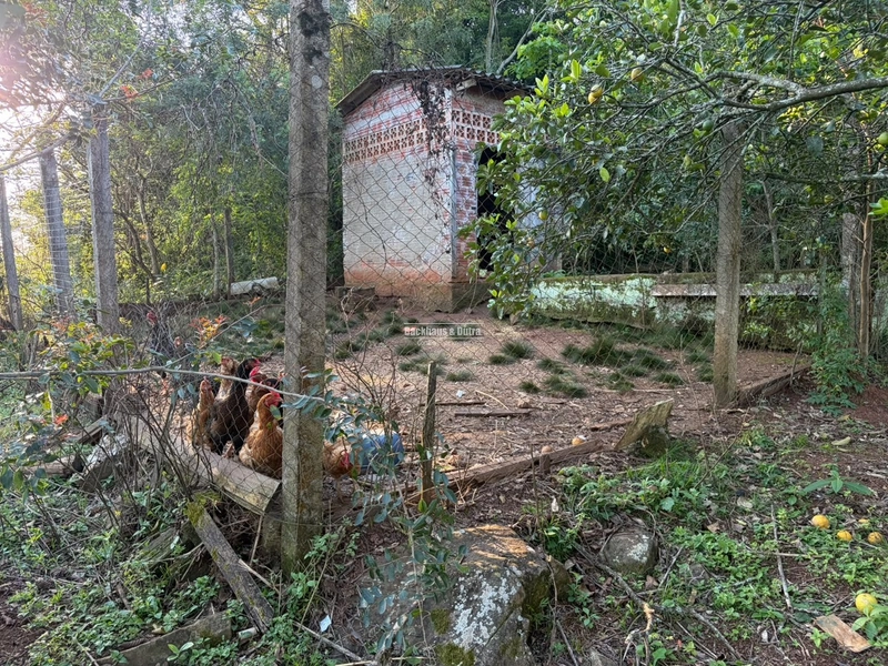 ROLANTE- SÍTIO DE 2 HECTARES - MORRO DOS FISCHER: 15ª foto da galeria de imagens do imóvel
