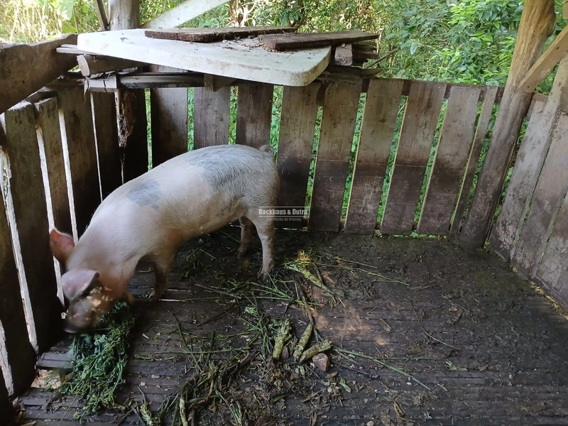ROLANTE- SÍTIO DE 1,2 HECTARES ESCRITURADO - GLÓRIA: 5ª foto da galeria de imagens do imóvel