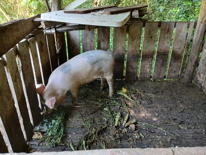 ROLANTE- SÍTIO DE 1,2 HECTARES ESCRITURADO - GLÓRIA: 11ª foto da galeria de imagens do imóvel
