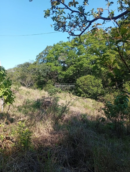 ROLANTE -SÍTIO DE 2,2 HECTARES COM ESCRITURA - ÁGUA BRANCA: 12ª foto da galeria de imagens do imóvel