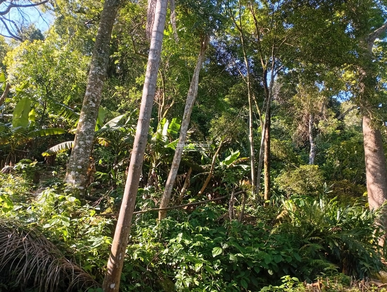 ROLANTE -SÍTIO DE 2,2 HECTARES COM ESCRITURA - ÁGUA BRANCA: 3ª foto da galeria de imagens do imóvel