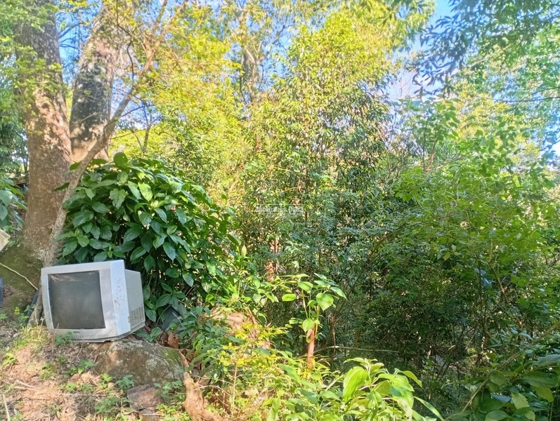 ROLANTE -SÍTIO DE 2,2 HECTARES COM ESCRITURA - ÁGUA BRANCA: 5ª foto da galeria de imagens do imóvel