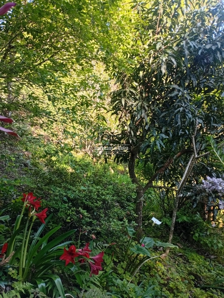 ROLANTE -SÍTIO DE 2,2 HECTARES COM ESCRITURA - ÁGUA BRANCA: 11ª foto da galeria de imagens do imóvel