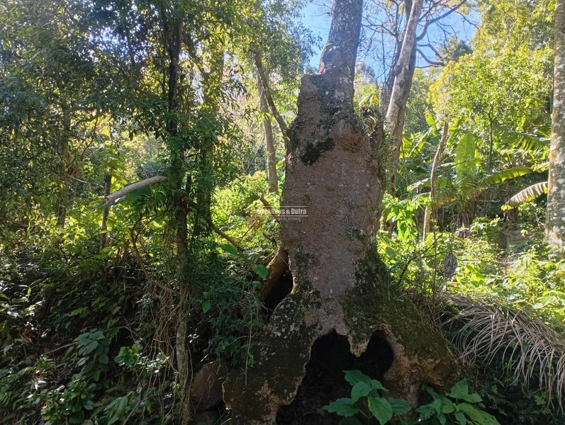 ROLANTE -SÍTIO DE 2,2 HECTARES COM ESCRITURA - ÁGUA BRANCA: 4ª foto da galeria de imagens do imóvel