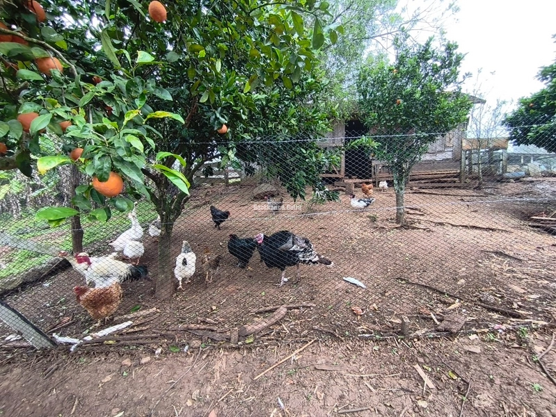 ROLANTE - CHÁCARA DE 1 HECTARES - MORRO DE FIGUEIRA: 9ª foto da galeria de imagens do imóvel
