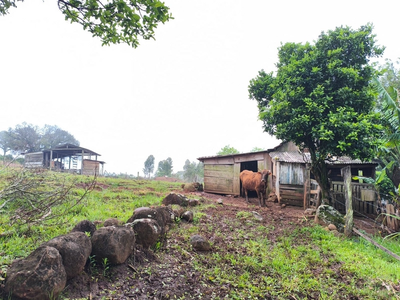 ROLANTE - CHÁCARA DE 1 HECTARES - MORRO DE FIGUEIRA: 14ª foto da galeria de imagens do imóvel