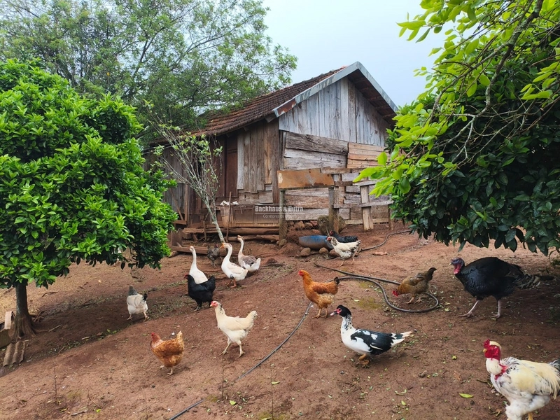 ROLANTE - CHÁCARA DE 1 HECTARES - MORRO DE FIGUEIRA: 12ª foto da galeria de imagens do imóvel