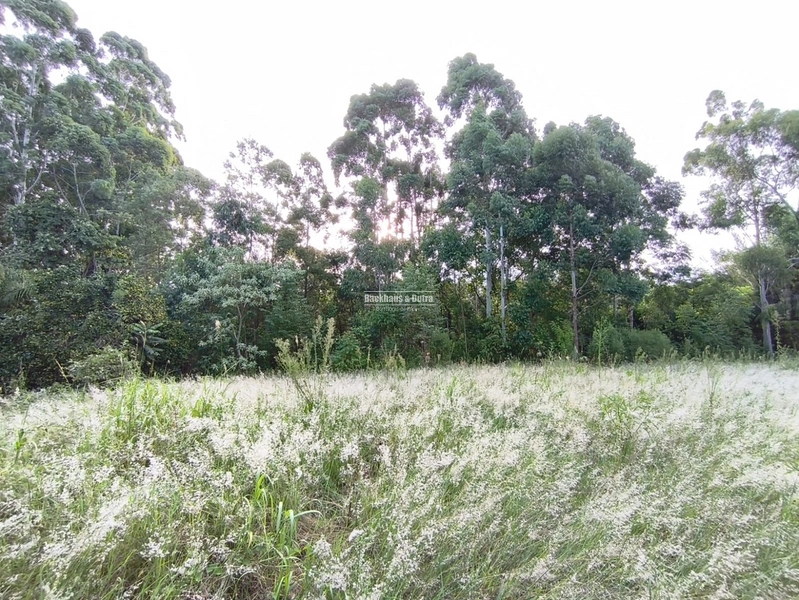ROLANTE- CHÁCARA DE 3 HECTARES- MORRO GRANDE: 5ª foto da galeria de imagens do imóvel