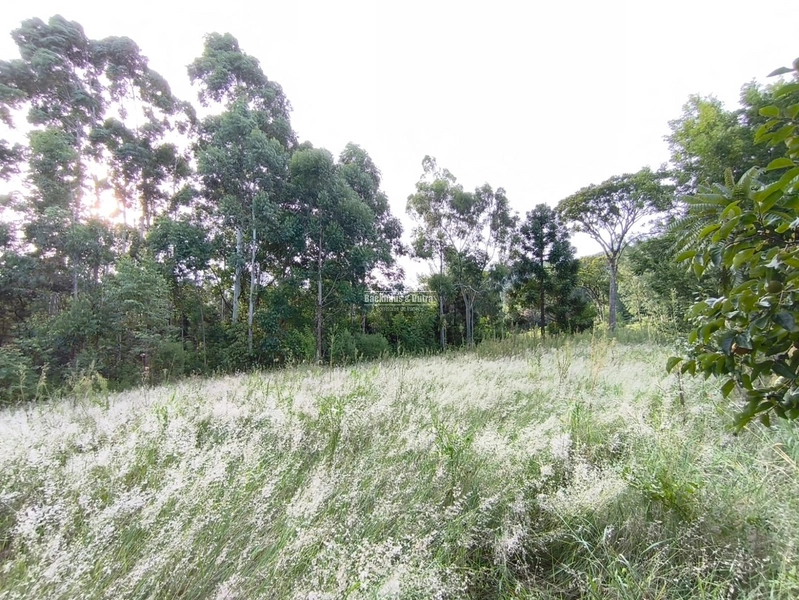 ROLANTE- CHÁCARA DE 3 HECTARES- MORRO GRANDE: 11ª foto da galeria de imagens do imóvel