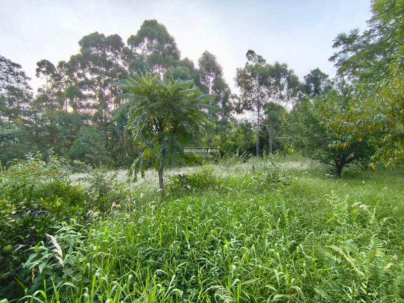 ROLANTE- CHÁCARA DE 3 HECTARES- MORRO GRANDE: 7ª foto da galeria de imagens do imóvel
